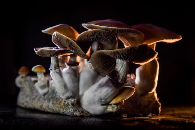 Psilocybe cubensis mushrooms growing in Washington, D.C., on Feb. 5, 2020.  (Photo: The Washington Post via Getty Images)