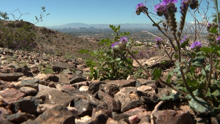 Conservation groups and some community members are looking to turn public land on the outskirts of east Las Vegas into a national monument. (KLAS)