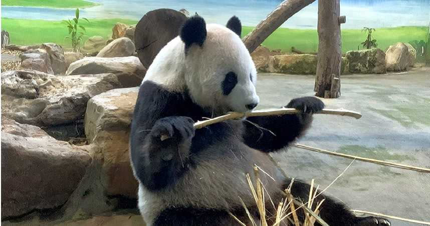 台北市動物園表示，大貓熊「圓圓」經過5小時的努力，終於產下一隻大貓熊幼仔！（圖／台北市立動物園提供）