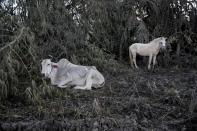 Animales rescatados por sus propietarios cerca del volcán en erupción Taal, en Talisay, Filipinas