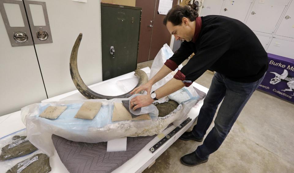 University of Washington paleontologist Christian Sidor uncovers a small part of a fossilized mammoth tusk partially wrapped in layers of foil, plaster and plastic to allow it to slowly dry at the school's Burke Museum Wednesday, Feb. 26, 2014, in Seattle. Museum officials say the tusk, found at a construction site in downtown Seattle, will reveal its age, gender and life story as soon as scientists can stabilize the fossil by drying it out slowly over the next year. (AP Photo/Elaine Thompson)