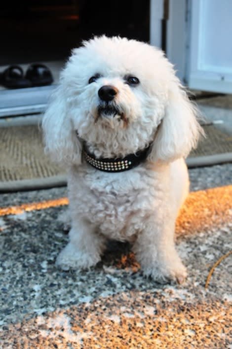 Bichon Frise