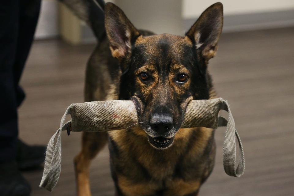 York police Sgt. Jon Rogers plays with his K9, Gunther, at the York Police Department on Wednesday, November 30, 2022.