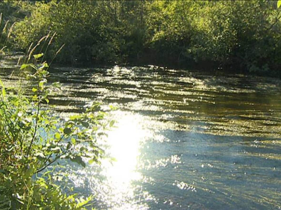 A section of the Morell River has been closed for angling as officials investigate a fish kill. (CBC - image credit)
