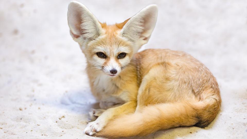 Small, light orange/brown fennec fox adult with large ears