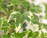 <p>'Ivy can cause severe skin irritation if pets come into direct contact with this plant,' say the team. 'If ingested, ivy can also cause stomach upsets.'</p>