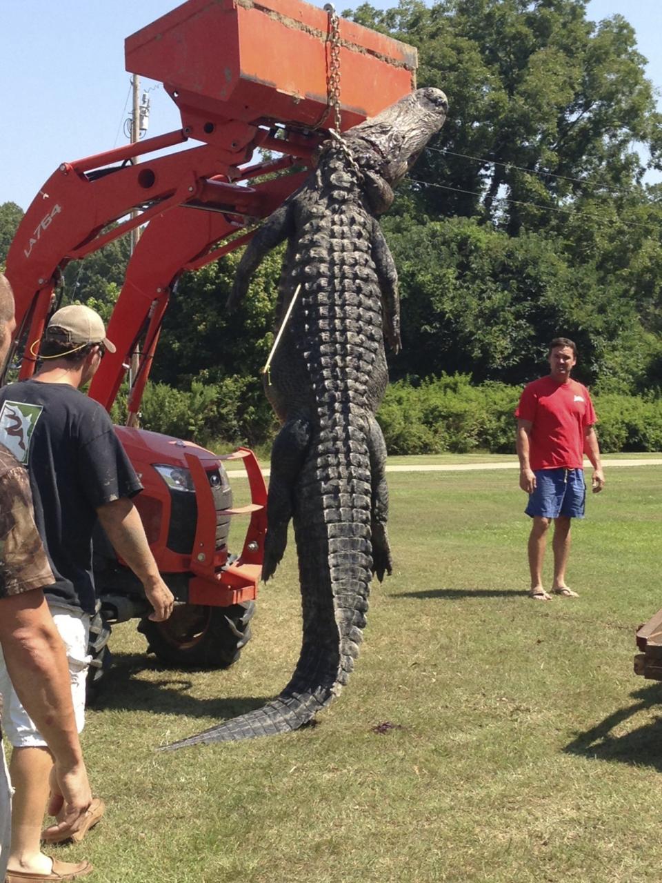 A skip loader is used to move a record-setting male alligator, weighing 727 pounds and measuring 13 feet, hunted in Vicksburg, Mississippi by Dustin Bockman