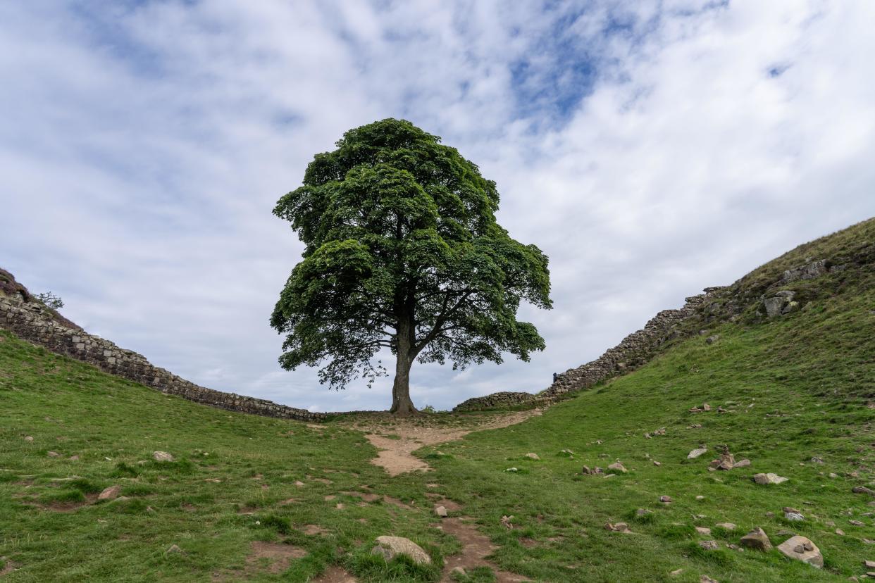 the tree at Sycamore Gap at Hardian's Wall near Housesteads, Northumberland, UK