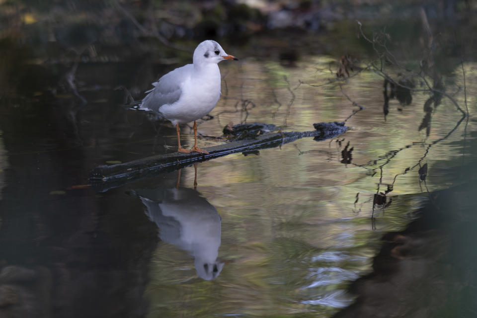 A white bird perched on a branch on water
