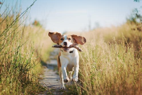 <span class="caption">Golden years. </span> <span class="attribution"><a class="link " href="https://www.shutterstock.com/image-photo/happy-beagle-dog-flying-ears-running-1780700213" rel="nofollow noopener" target="_blank" data-ylk="slk:tetiana_u/ Shutterstock;elm:context_link;itc:0;sec:content-canvas">tetiana_u/ Shutterstock</a></span>