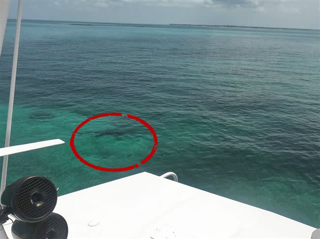 21歲女大生琳賽在「豬豬島」浮潛，慘遭鯊魚攻擊咬死。（圖／翻攝自推特）