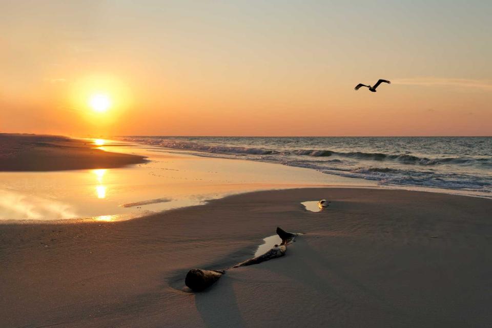 As a pelican flies by, the sunrise shines brightly sea and a sandy beach with a driftwood log along the Gulf of Mexico coast of Gulf Shores, Alabama.