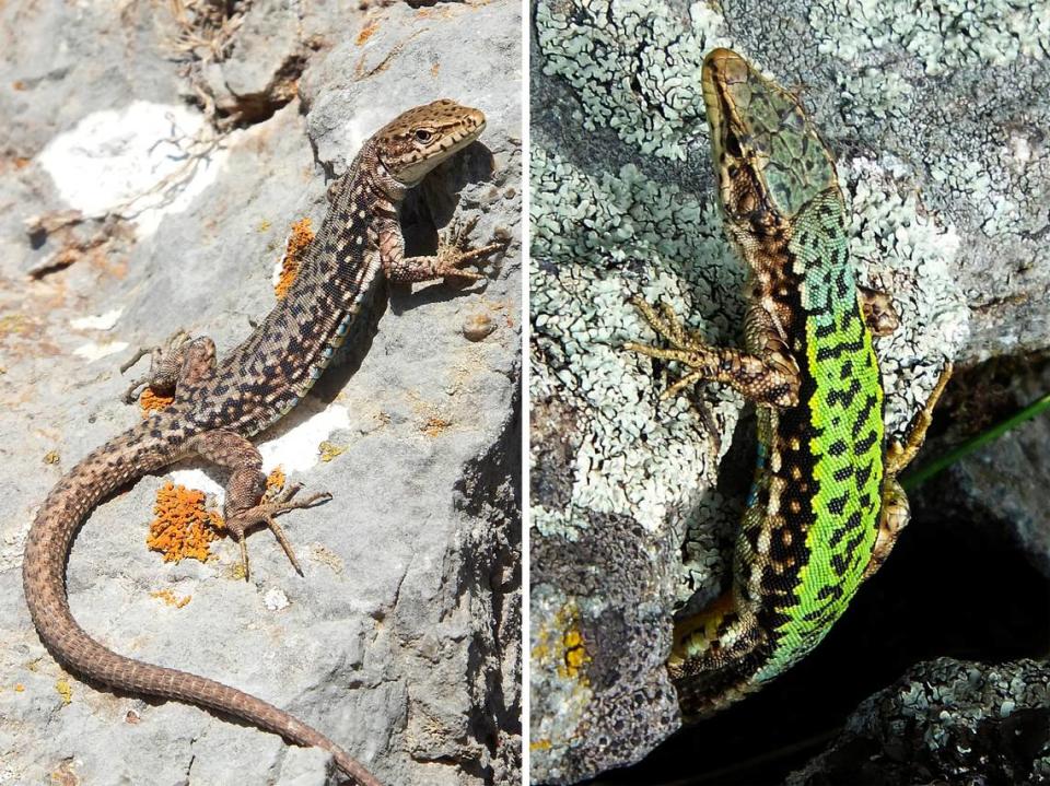 A female (right) and male (left) Darevskia arribasi, or Arribas’ rock lizard.