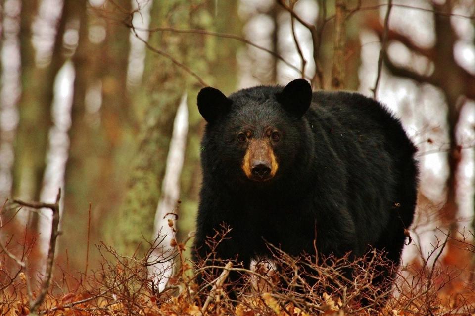 The black bear population in Vermont in 2023 is the highest it has been in the last five years.