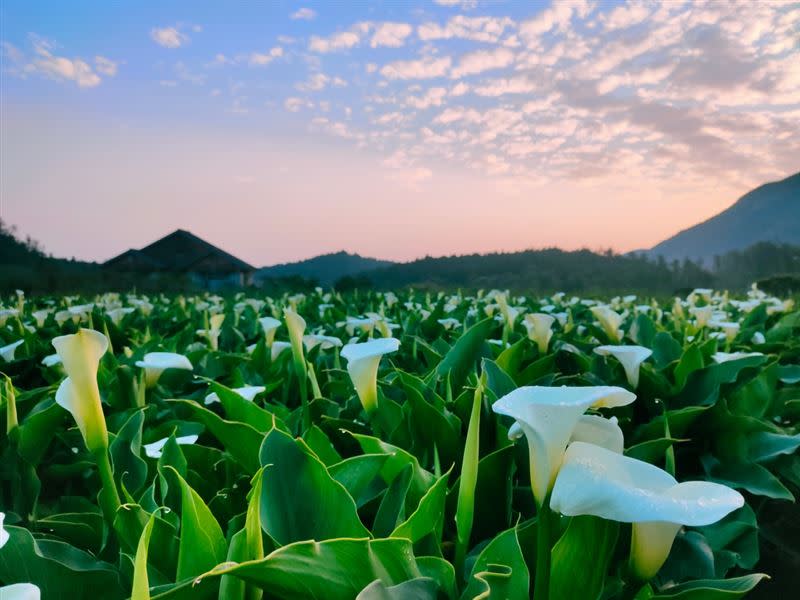 「2021海芋。繡球。竹子湖」將於3/26正式開（圖／翻攝自財福海芋田粉專）