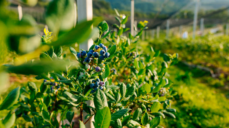Blueberries growing on a farm