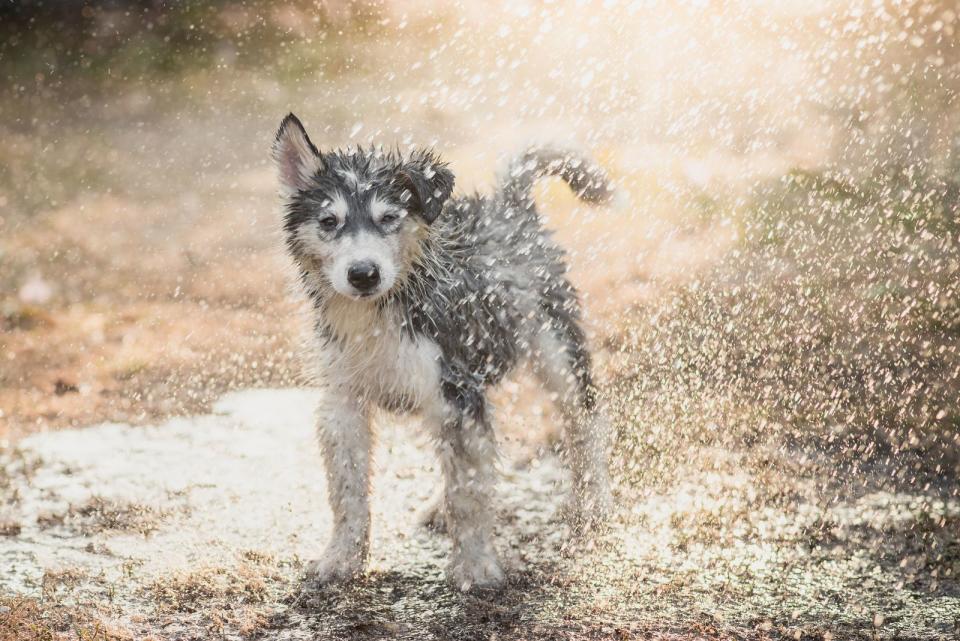 <p>Es schneit, regnet, stürmt oder ist über 30 Grad warm? Egal, Ihr Hund benötigt immer seinen Auslauf, da gibt es keine Ausreden. Auch die Erziehung braucht eine Menge Zeit und Nerven. Mit Ihrem Hund sollten Sie unbedingt in die Hundeschule gehen. Bei Katzen wird's da schon ein bisschen schwieriger. Doch auch bei den Schmusetigern ist Zeitmanagement sehr wichtig ... (Bild: iStock / anurakpong )</p>