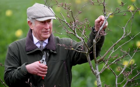 Prince Charles prunes a tree at Dumfries House - Credit: Chris Jackson