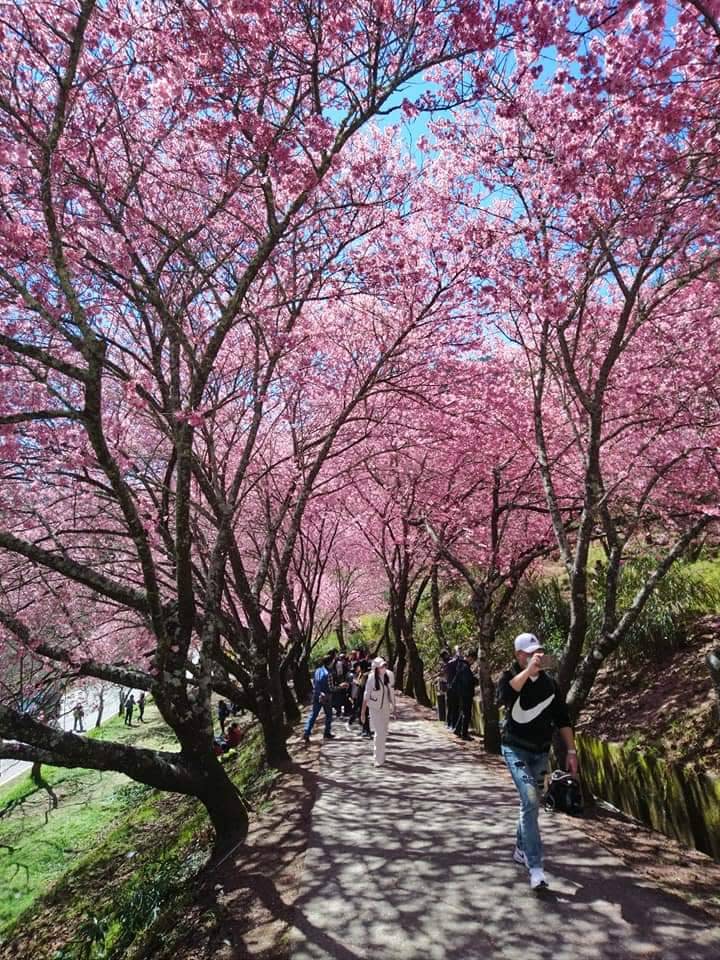 武陵農場櫻花季。（中華旅行社提供）