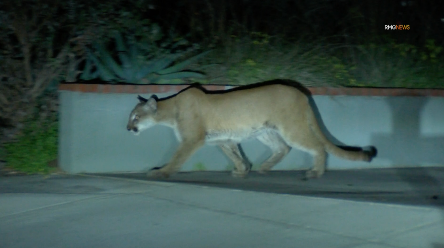 Mountain lion roaming neighborhood streets in Sierra Madre