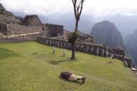 A lama lays on the grass at the Machu Picchu archeological site, where only maintenance workers gather while it's closed to the public amid the COVID-19 pandemic, in the department of Cusco, Peru, Tuesday, Oct. 27, 2020. The world-renown Incan citadel of Machu Picchu will reopen on Nov. 1. (AP Photo/Martin Mejia)