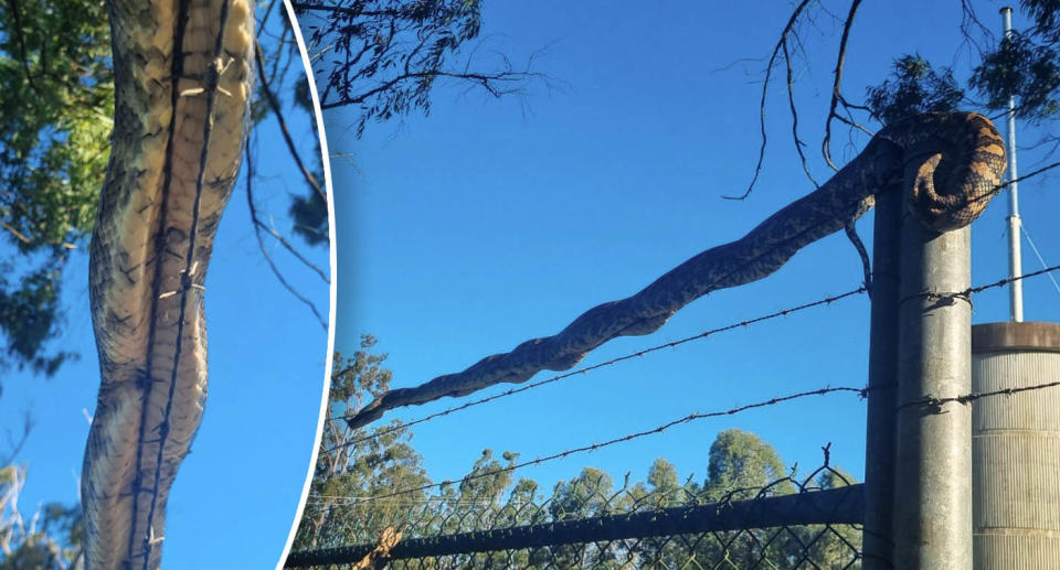 The snake pictured on top of the barbed wire fence.