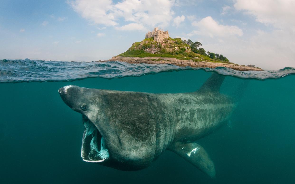 A basking shark off the coast of Britain - This content is subject to copyright.