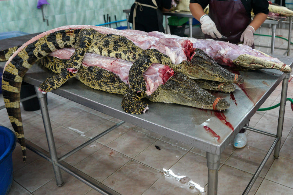 <p>A worker removes crocodile skins at a slaughterhouse on the outskirts of Bangkok, Thailand, May 23, 2017. (Photo: Athit Perawongmetha/Reuters) </p>