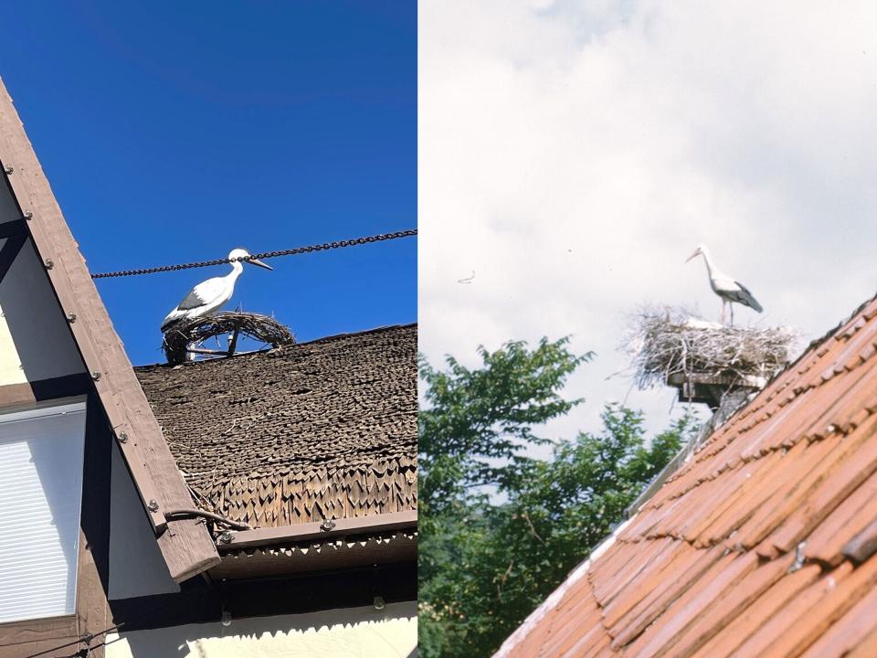 A wooden stork in Solvang compared to a real stork in Denmark