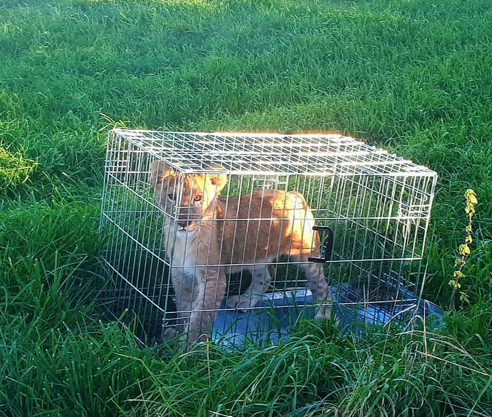 In this image released by the Dutch Police on Monday Oct. 8, 2018, an abandoned lion cub is caged after being found in a field, near Tienhoven, Netherlands. A jogger's run through the Dutch countryside turned into a walk on the wild side when he discovered a lion cub in a field. Police say the young cub was found Sunday in a cage dumped in a field near Tienhoven between the central cities of Utrecht and Hilversum. Police have taken to Twitter to appeal for help in tracing the animal's owner, while the young cub, a male believed to be about five months old, is being cared for by a foundation that looks after big cats. (Dutch Police via AP)