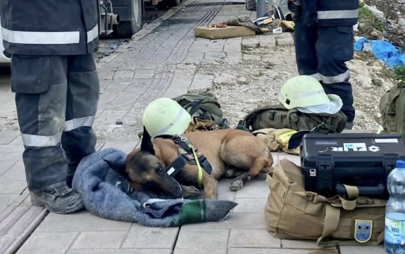 ▲近日各國傳出有搜救犬在土耳其當地救災期間受傷，領犬員還為其包紮。（圖/臉書/Rettungshundestaffel Traun）