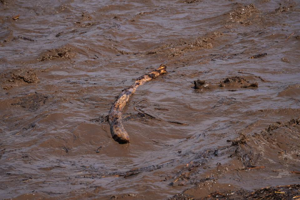 Just a tree branch, or perhaps "cover" for some fish looking for a security blanket?