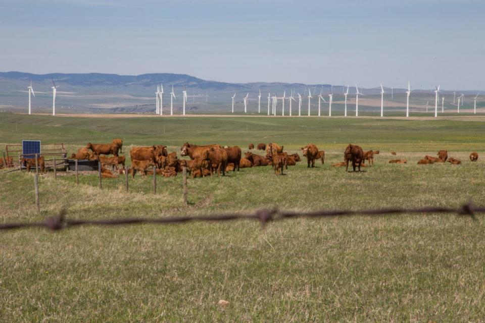 Cattle graze in front of a bank of wind turbines near Pincher Creek, Alta., in this file photo.