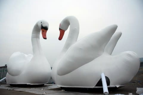 swan3 (2)