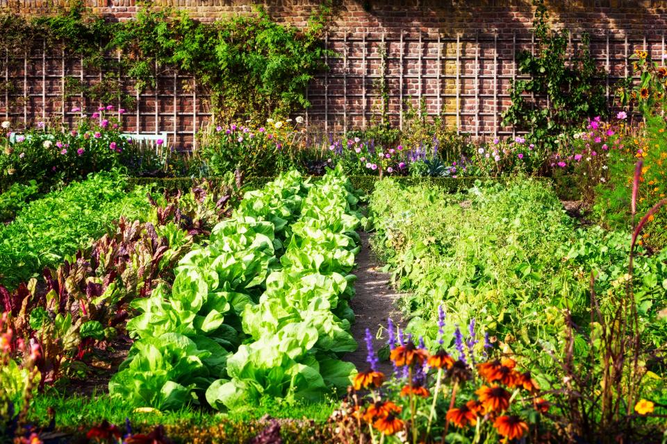 Backyard vegetable gardens will be allowed in HOAs under a new Florida law, provided they are not visible from the street, the neighboring property, common areas or golf course.