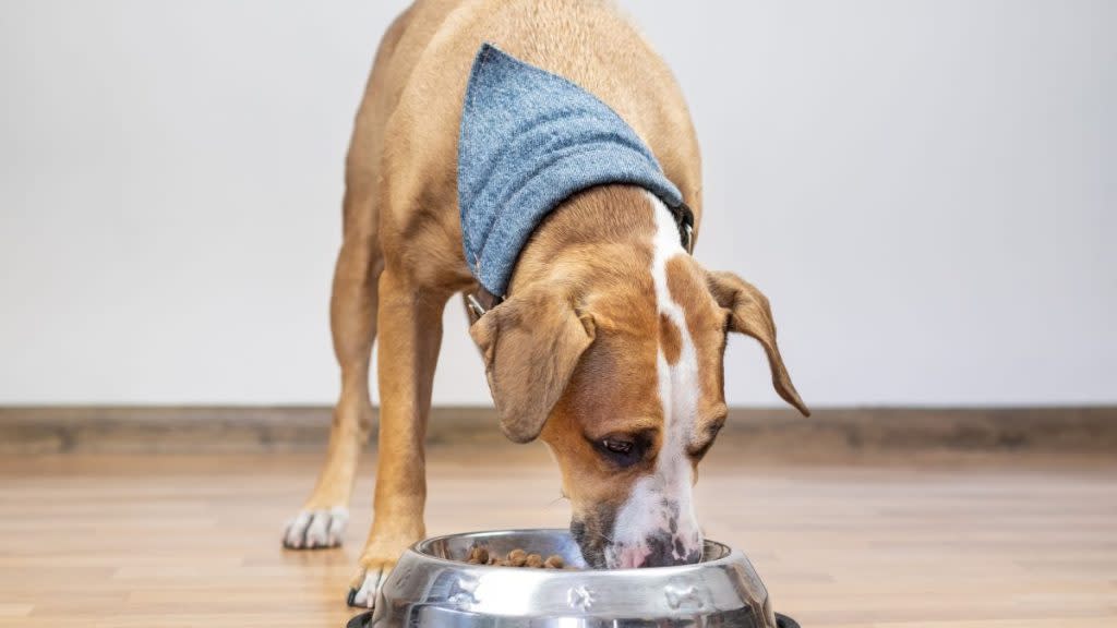 Brown dog eating dog food from a metallic bowl, the last Purina Beneful dog food recall occurred in 2016.