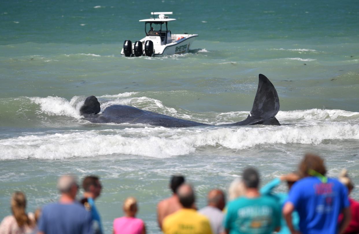 Spectators line the shore to get a look at an adult sperm beached on a sandbar near Service Club Beach in Venice on Sunday, Mar. 10, 2024.