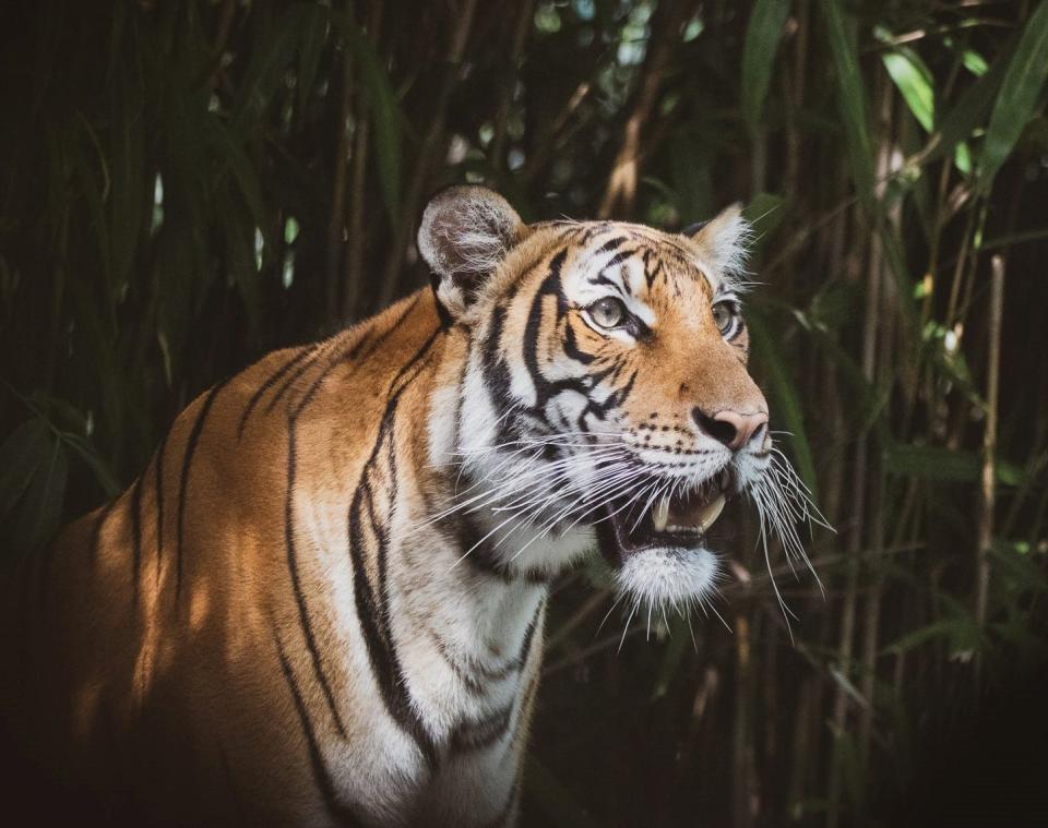 The U.S. Food & Drug Administration is seeking a court order that would close Bravo Packing, a South Jersey firm that makes animal food for tigers and other big cats, until the business addresses food-safety issues.