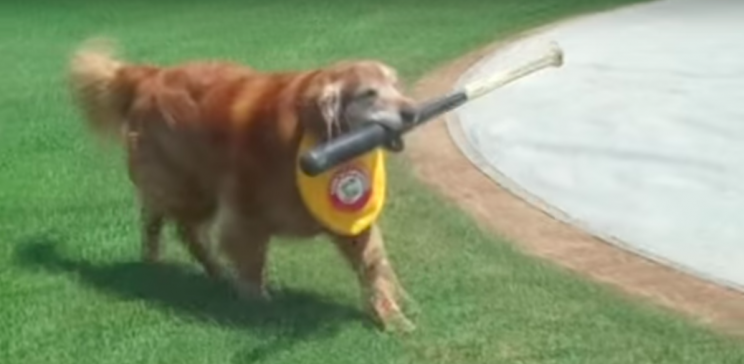 Trenton Thunder bat dog Derby has been on the job since 2008. (Screenshot via AATrentonThunder on Youtube)