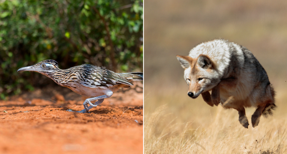 Así son estos animales en la realidad. Foto: Elizabeth W. Kearley/Getty Images – Preston Hone/Getty Images