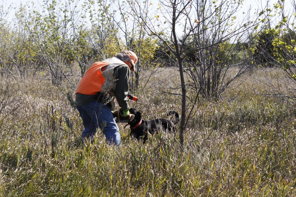 Don Vetch grabs a pheasant from a dog during a pheasant hunt on the opener northwest of Onaka.