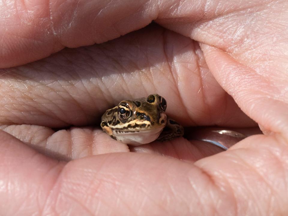 A northern leopard frog is shown August 23 at the headwaters of a tributary Trout Creek on the Oneida Reservation.