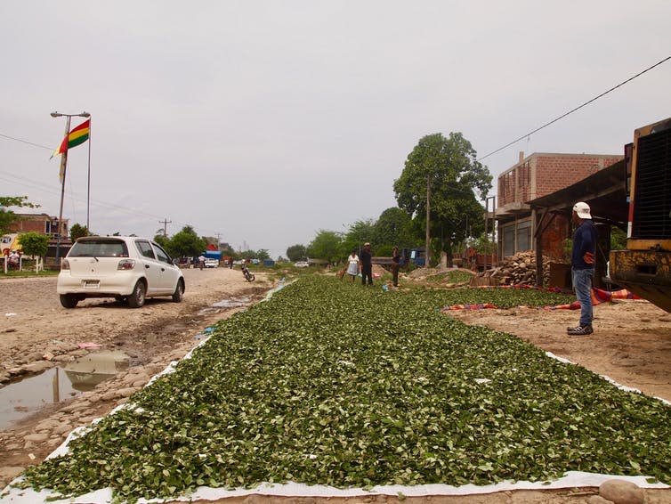 <span class="caption">Coca left to dry in the street, Chapare, Bolivia.</span> <span class="attribution"><span class="source">Thomas Grisaffi</span>, <span class="license">Author provided</span></span>