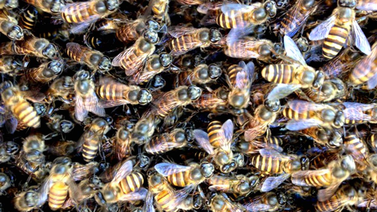 Swarm of invasive Apis cerana in Cairns, North Queensland.