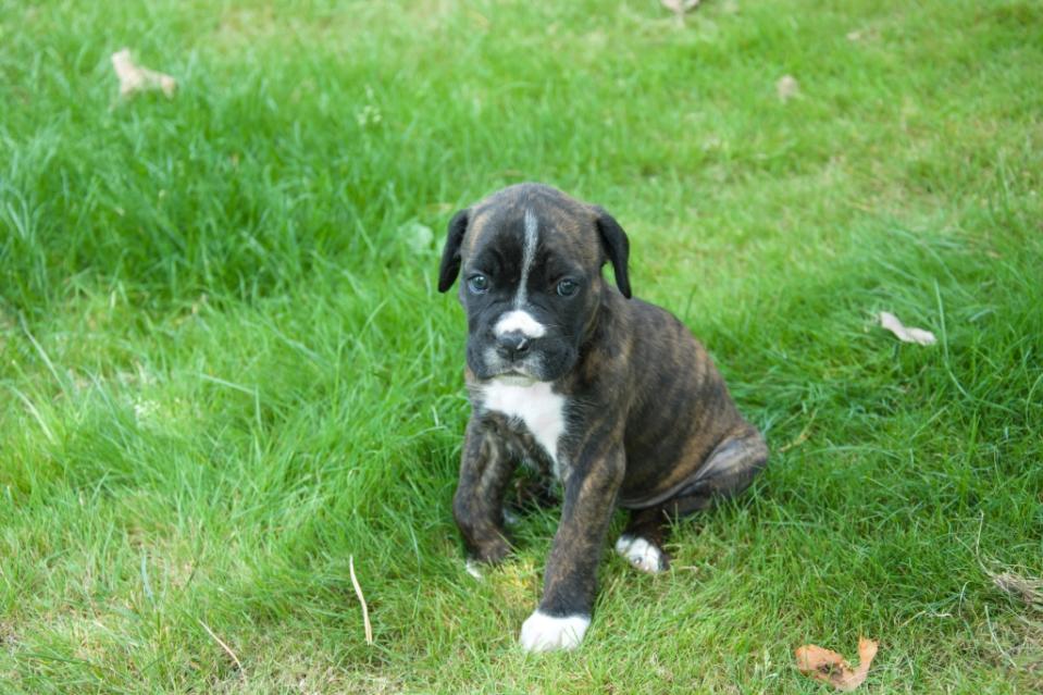 Boxer puppy