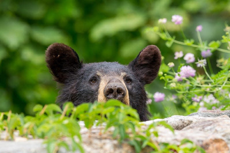 A black bear peeping over a rock wall.