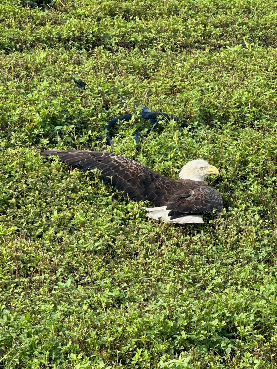 The bald eagle found on State Road 80 on Thursday, April 4, 2024, received care for its injuries at a Fort Lauderdale animal hospital.