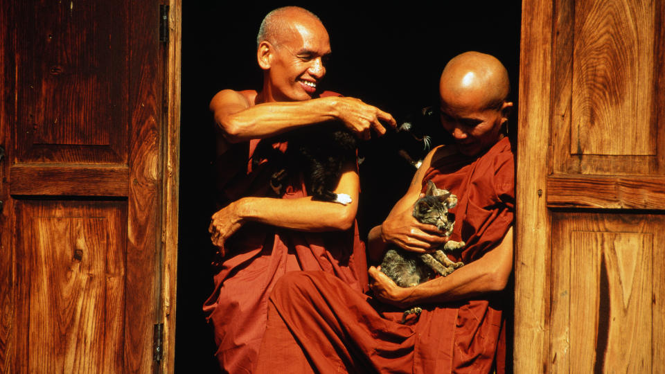Myanmar monks with cats outside temple