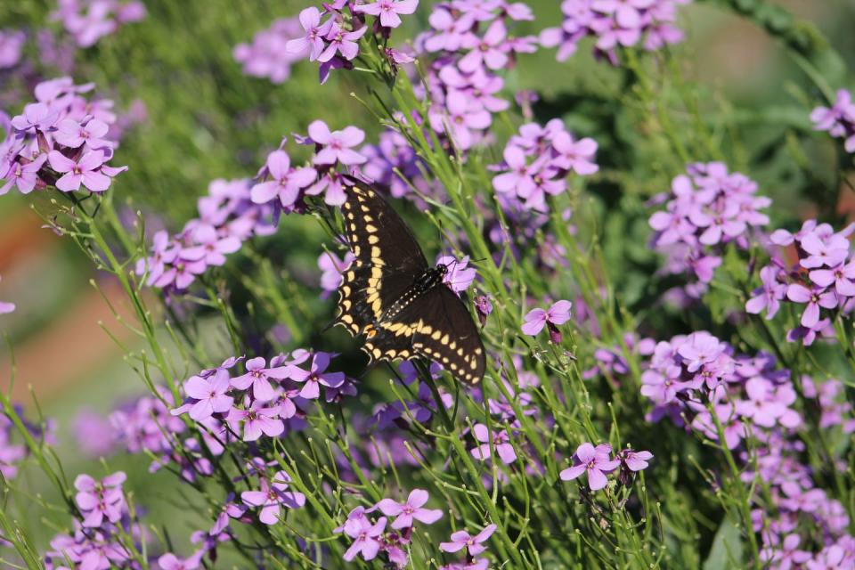 black swallowtail butterfly on sweet rocket flowers