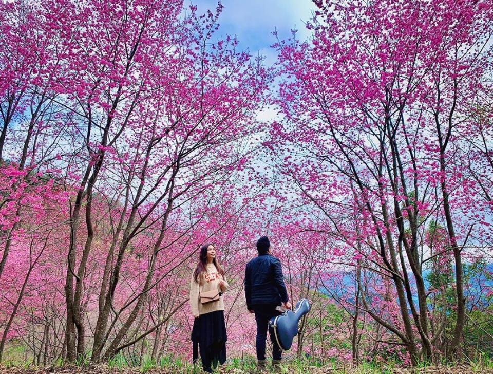 網友哀號「遠得要命的賞櫻秘境」　萬里山園媲美京都嵐山櫻花海